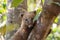 Coati over a tree trunk