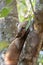 Coati over a tree trunk