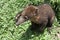 Coati in Peruvian rainforest