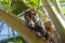 Coati Sitting in a Palm Tree