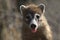 Coati sticks pink tongue out in close up portrait