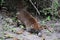 A coati on Tikal national park