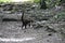 A coati in Tikal National Park, Guatemala