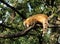 Coati on a tree branch