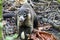 Coati in wild eating banana fruit, Corcovado National Park, Costa Rica