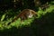 Coatimundi in grass