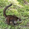 Coatimundi At Tikal Guatemala