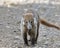 Coatimundi Walking along a Rainforest Path - Panama