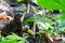 Coatimundi in wild eating banana fruit, Corcovado National Park, Costa Rica