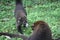 Coatimundis greeting each other