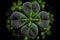 coating of round four-leaf green clover on dark background