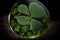 coating of round four-leaf green clover on dark background