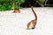 Coatis or Coatimundis meandering on the sandy beaches of Cancun, Mexico