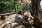 Coatis relaxing in the sun. Tepotzlan, Mexico.