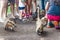 Coatis among tourists