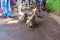 Coatis among tourists