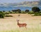 Cob Antelope - Queen Elizabeth National Park Uganda