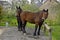 Cob Normand Draft Horse, French Breed