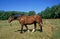 COB NORMAND HORSE, ADULT STANDING ON GRASS