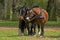 Cob Normand Horse, a Draft horse Breed from Normandy