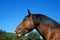 COB NORMAND HORSE, PORTRAIT OF ADULT