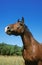 Cob Normand Horse, Portrait of Adult, Normandy