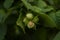 Cob Nuts on a Hazel Tree in Summer