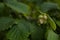 Cob Nuts on a Hazel Tree in Summer