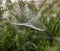 Cob web with dew