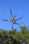 Cob-web spider against blue sky