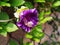 Cobaea scandens flower closeup