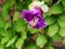 Cobaea scandens flower closeup