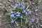 Cobalt blue blossoms scilla siberica flowers
