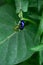 Cobalt Blue Milkweed Beetle. Closeup.