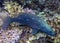 A Cobalt Slender Grouper Epinephelus leucogrammicus in the Red Sea