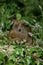 COBAYE DOMESTIQUE cavia porcellus