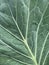 Cobbage Leaf Zoom Details Pattern Background
