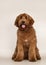 Cobberdog Labradoodle on champagne background