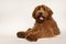 Cobberdog Labradoodle on champagne background