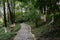 Cobble stone footway in summer woods