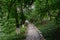 Cobble stone path in luxuriant summer woods