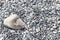 cobble on surface of Reynisfjara pebble beach