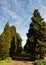 A cobbled road disappearing between tall green treein the country edged against a blue sky speckled with fleecy clouds