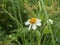 Cobblers pegs (Bidens pilosa)