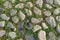 Cobbles close-up with a green grass in the seams. Old stone pavement texture. Cobblestoned pavement . Abstract background