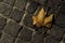 Cobbles and dead leaf at night