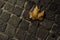 Cobbles and dead leaf at night