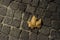 Cobbles and dead leaf at night