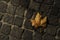 Cobbles and dead leaf at night