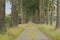 Cobbleston road with  poplars in the Flemish countryside